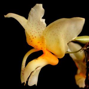 Stanhopea saccata