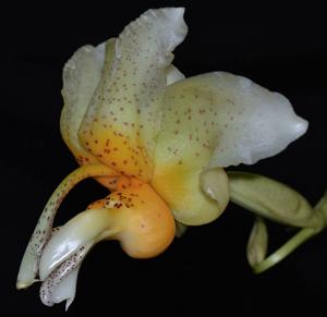 Stanhopea saccata