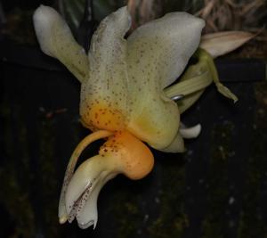 Stanhopea saccata