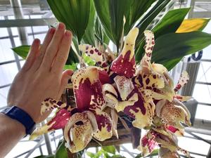 Stanhopea tigrina