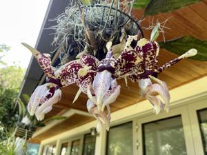 Stanhopea tigrina