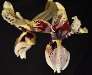 Stanhopea tigrina