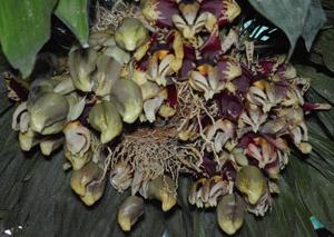 Stanhopea tigrina