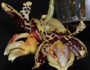 Stanhopea tigrina