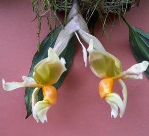 Stanhopea tigrina