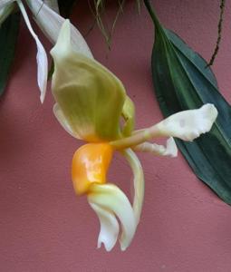 Stanhopea tigrina