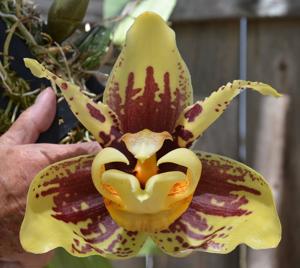 Stanhopea tigrina