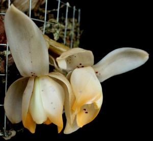 Stanhopea tricornis