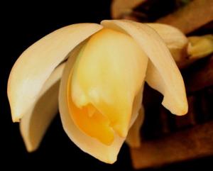 Stanhopea tricornis