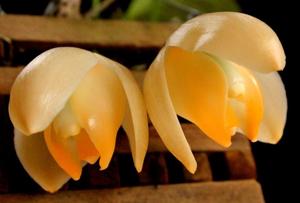 Stanhopea tricornis