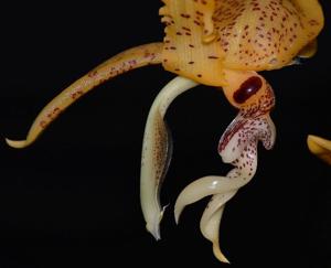 Stanhopea costaricensis