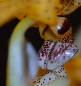 Stanhopea costaricensis