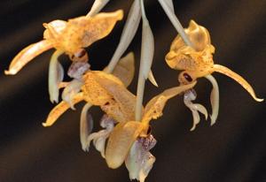 Stanhopea costaricensis