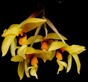 Stanhopea wardii