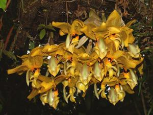 Stanhopea wardii