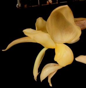 Stanhopea warszewicziana