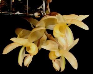 Stanhopea warszewicziana