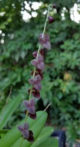 Stelis superbiens