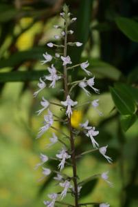 Stenoglottis fimbriata