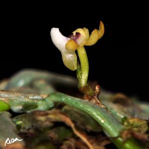 Taeniophyllum hasseltii