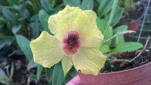 Telipogon hutchisonii