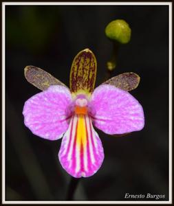 Tetramicra canaliculata