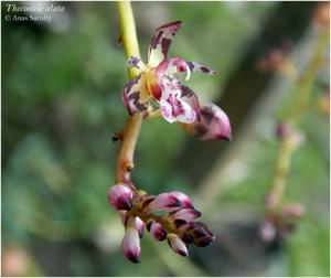 Thecostele alata