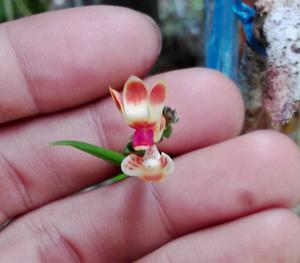 Thrixspermum fulgens