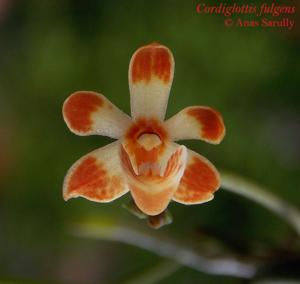 Thrixspermum fulgens