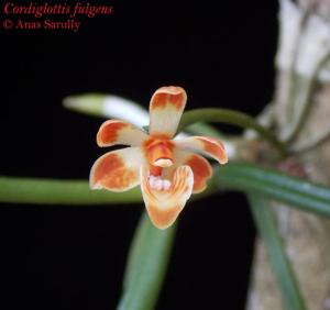 Thrixspermum fulgens