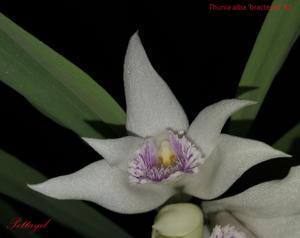 Thunia alba var. bracteata