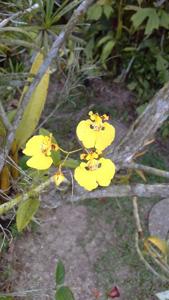 Tolumnia urophylla