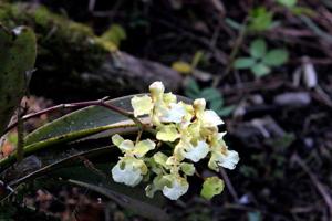 Trichocentrum aurisasinorum