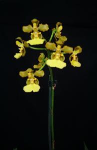 Trichocentrum bicallosum