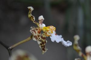 Trichocentrum jonesianum