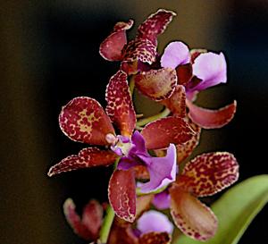 Trichocentrum lanceanum