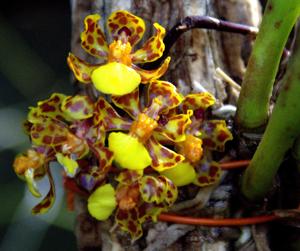 Trichocentrum nanum