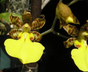 Trichocentrum splendidum