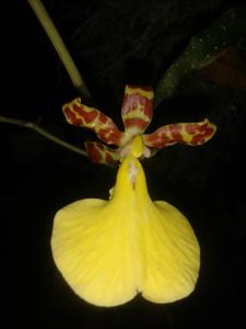 Trichocentrum splendidum