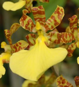 Trichocentrum splendidum