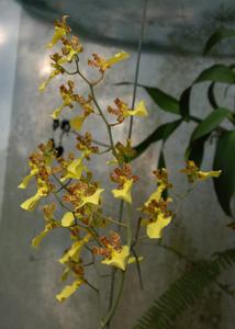 Trichocentrum splendidum