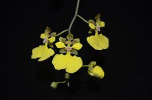 Trichocentrum sprucei