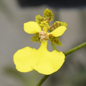 Trichocentrum sprucei