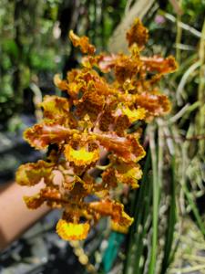 Trichocentrum stacyi