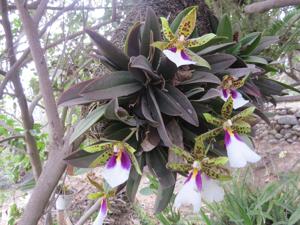 Trichocentrum tigrinum