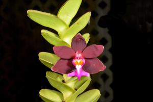 Trichoglottis atropurpurea