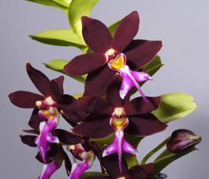 Trichoglottis atropurpurea