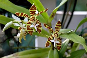 Trichoglottis fasciata