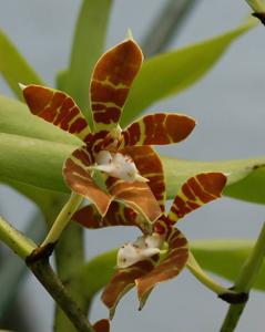 Trichoglottis fasciata