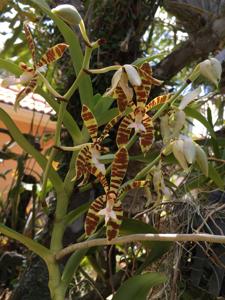 Trichoglottis fasciata